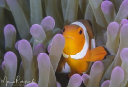 Nothing special but another photo of a Clown Fish ;-) by Mario Robillard 